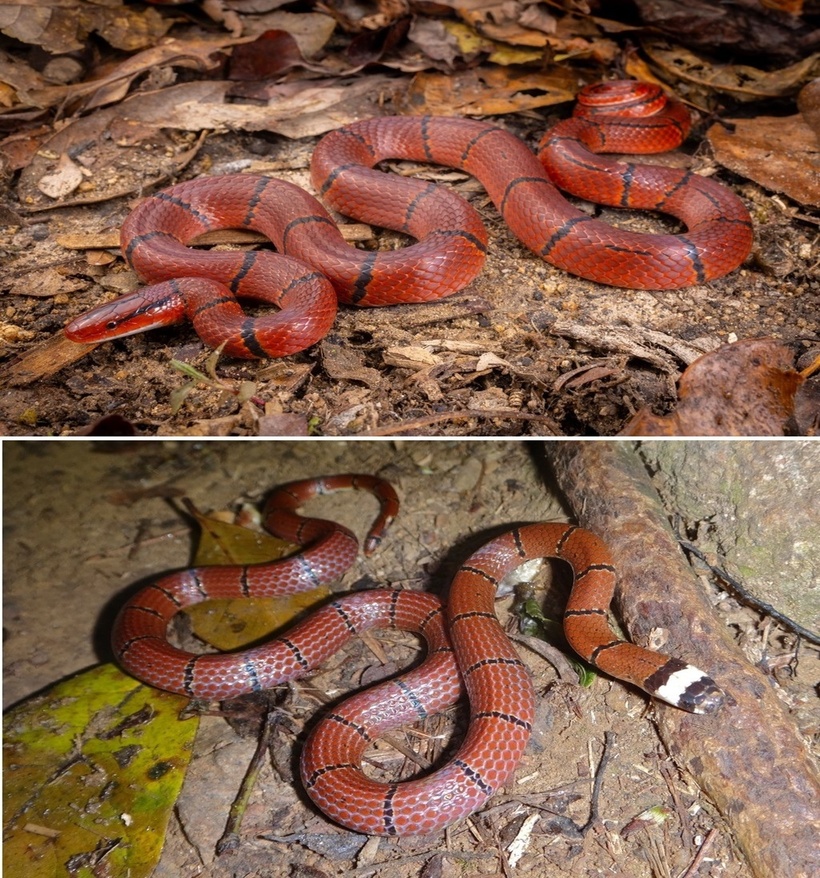 Rắn sọc đốm đỏ, còn được biết đến với các tên gọi như rắn tre đỏ, rắn chuột tre, và tên khoa học Oreocryptophis porphyraceus. Đây là một loài thuộc họ rắn nước. Rắn sọc đốm đỏ sống trên cạn và trên cây, ưa thích khí hậu mát mẻ nên thường thấy ở những khu vực cao nguyên, nhiều đồi núi