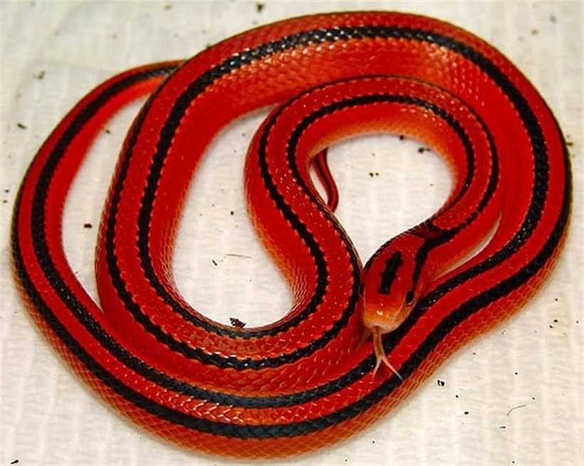 Rắn sọc đốm đỏ là loài thuộc họ rắn nước và không có nọc độc. Là một loài săn chuột, chúng có lợi cho nông nghiệp. Vì vậy, con người không nên giết chết loài rắn này nếu bắt gặp, thay vào đó chỉ nên tìm cách xua đuổi chúng ra xa nếu cảm thấy không an toàn.