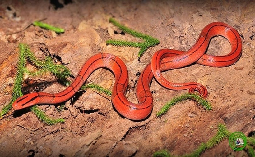 Loài rắn này phân bố rộng khắp châu Á, từ Ấn Độ, Bhutan, Tây Tạng, Nepal, miền nam Trung Quốc đến các quốc gia Đông Nam Á. Tại Việt Nam, chúng được tìm thấy ở các tỉnh miền núi phía Bắc, Thanh Hóa, Quảng Bình, Lâm Đồng…