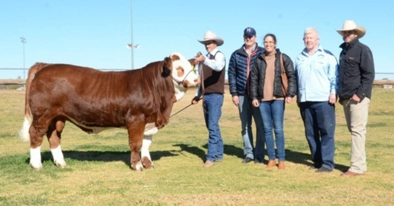 Con bò giống Simmental được lai tạo ở Victoria, Úc đã lập kỷ lục đấu giá 40.000 đô la (hơn 1 tỷ đồng). Ảnh: Báo Dân việt.
