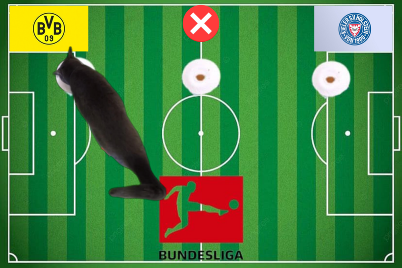 Mèo tiên tri dự đoán kết quả trận Holstein Kiel vs Dortmund