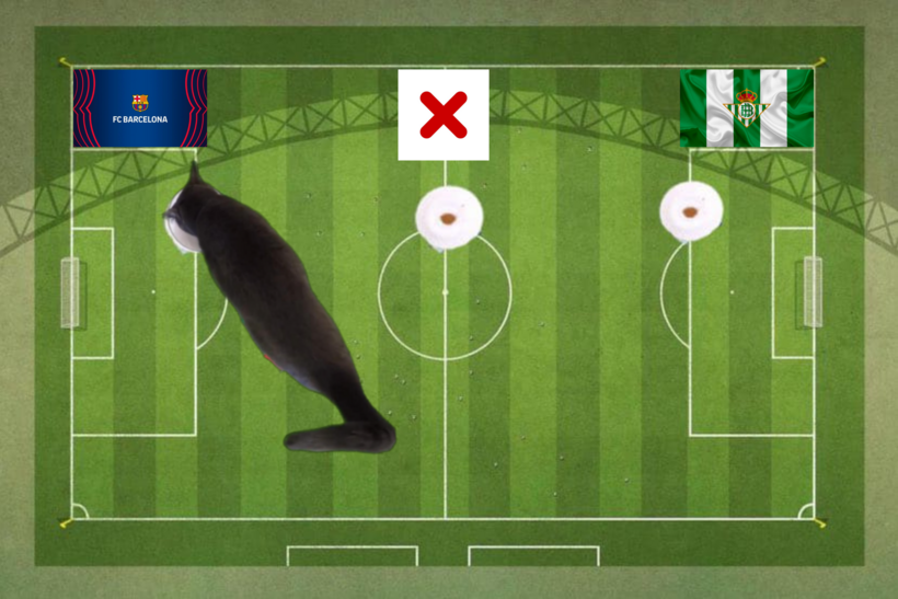 Mèo tiên tri dự đoán kết quả trận Barca vs Betis