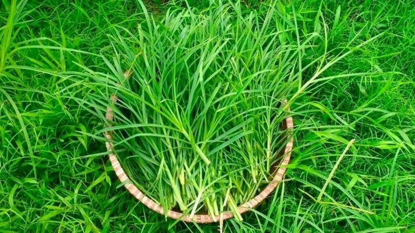 Cây cỏ mần trầu thường mọc vào cuối mùa xuân và bị tàn lụi ngay khi mùa hè đến. Cây con được mọc từ hạt và mọc quanh năm ở những vùng núi cao, có thời tiết mưa ẩm. Ảnh minh họa