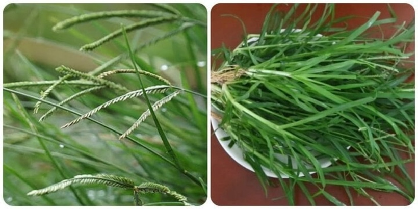 Chiết xuất etanolic và etyl axetat của cỏ mần trầu đã được chứng minh là làm giảm phù chân chuột do xylem gây ra theo liều lượng. Ảnh minh họa.