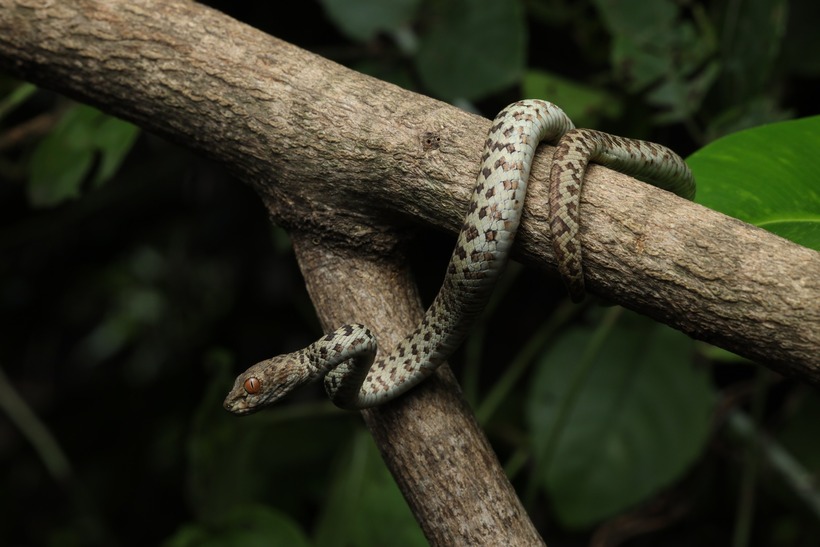 Giống các loài thuộc họ rắn lục khác, rắn lục Hòn Sơn sở hữu đầu lớn hình tam giác, phần đầu phân biệt rõ với cổ và thân. Nổi bật trên đầu của chúng là đôi mắt màu nâu hoặc cam rực rỡ. Loài rắn này có kích thước tương đối nhỏ, những con đực trưởng thành dài tối đa 80cm, nặng từ 150 đến 200g, trong khi cá thể cái có thể dài đến 100cm và nặng khoảng 300g.