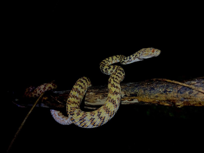 Màu sắc của loài rắn này có thể thay đổi, nhưng chúng thường có cơ thể màu xanh lục nhạt, vàng hoặc nâu… với các vệt màu xanh lục đậm hoặc đen vắt ngang thân, tạo nên những vạch sọc hoặc họa tiết không đều nhau. Đây là một loài rắn có vẻ ngoài đẹp mắt và thu hút, nhưng đừng để những hoa văn này đánh lừa bạn bởi chúng sở hữu nọc độc nguy hiểm.