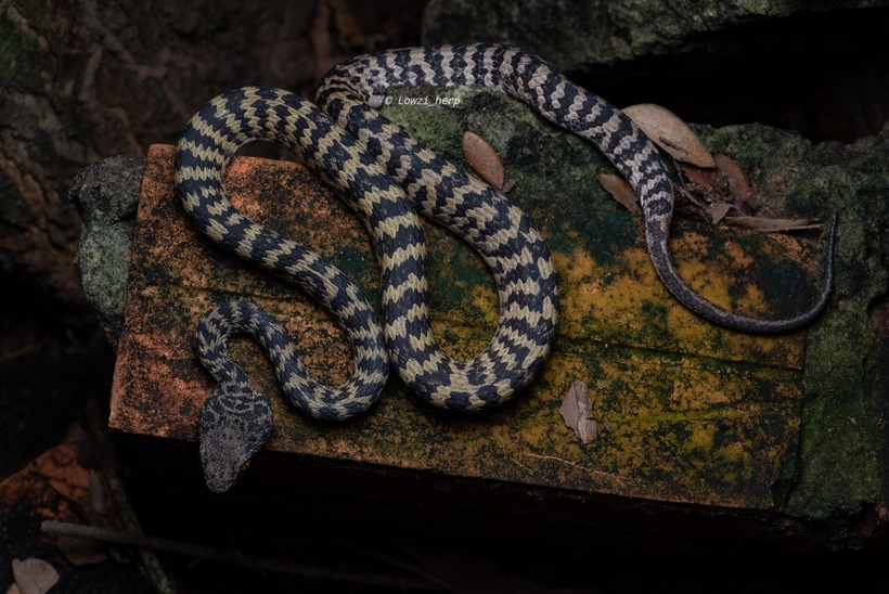 Rắn lục Hòn Sơn sở hữu nọc độc máu nguy hiểm. Khi bị cắn, nạn nhân sẽ bị đau đớn, phù nề, rối loạn đông máu khiến máu chảy liên tục. Nếu không được chăm sóc y tế kịp thời, có thể dẫn đến hoại tử vết thương hoặc thậm chí thiệt mạng.