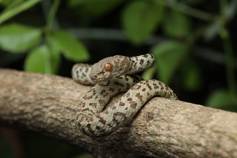 Dù rắn lục Hòn Sơn là loài rắn độc, nhưng chúng đóng vai trò quan trọng trong hệ sinh thái, giúp kiểm soát số lượng động vật có vú nhỏ và các loài ếch, chim… trong phạm vi chúng sinh sống. Nọc độc của loài rắn này cũng đang được nghiên cứu các đặc tính dược lý để sử dụng điều chế thuốc.
