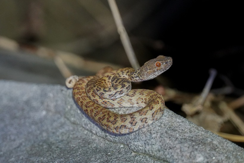 Rắn lục Hòn Sơn, còn được người dân địa phương gọi là rắn hột mè, có tên khoa học Trimeresurus honsonensis. Loài này được mô tả lần đầu tiên vào năm 2008 bởi 3 nhà sinh vật học Ngô Văn Trí (Viện Sinh học Nhiệt đới Việt Nam), Larry Lee Grismer (Đại học La Sierra, Mỹ) và Jesse Leland Grismer (Đại học Kansas, Mỹ). Do đây là loài rắn đặc hữu và chỉ được tìm thấy trên Hòn Sơn nên được đặt tên khoa học theo tên của hòn đảo này.