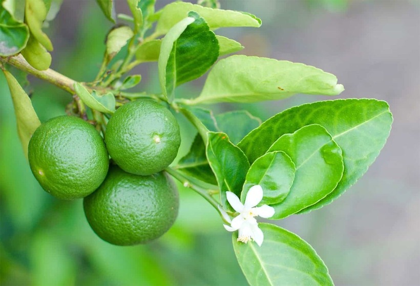 Vắt cốt chanh vào nước uống trước và sau khi đi dạo sẽ mang lại nhiều lợi ích. Ảnh minh họa.