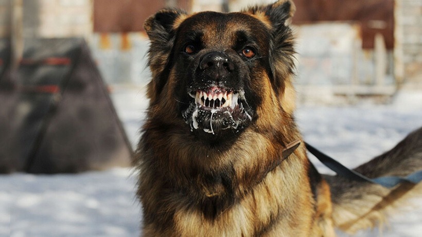 Việc tới chúc tết các gia đình có nuôi chó, mèo nếu không chủ động phòng tránh dễ bị chúng cào, cắn, liếm. Ảnh minh họa.