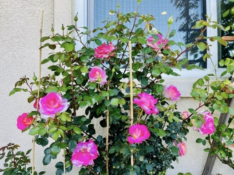 Khu vườn trồng đủ loại hoa tươi là nơi mà nữ diễn viên vô cùng yêu thích.