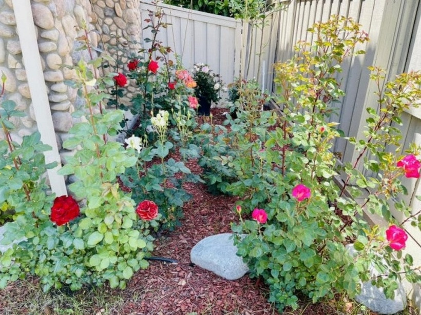 Những bông hoa hồng đua nhau khoe sắc.