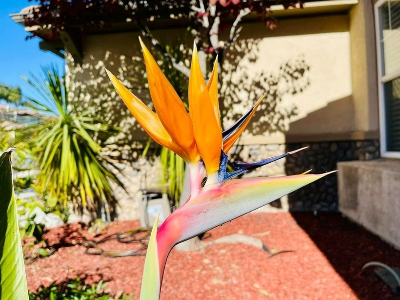 Bông hoa thiên điểu rực rỡ bên hiên nhà.