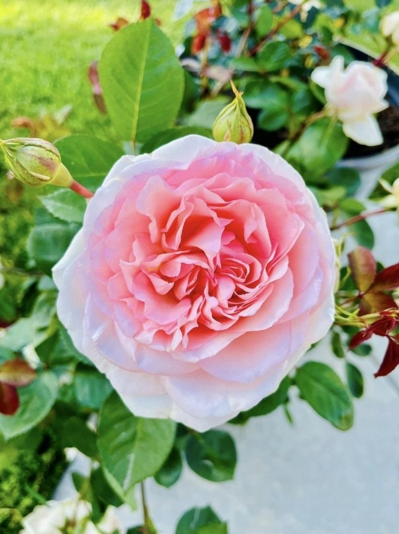 Bạn bè trêu rằng nơi nào có cô thì nơi đó rực rỡ, Diệu Hương bộc bạch: "Những lúc phải suy nghĩ, ra vườn nhổ cỏ cũng thư thái nhiều ạ".