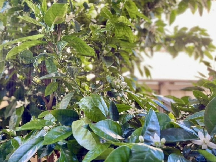 Theo chia sẻ của Diệu Hương, cô được nhiều bạn bè tặng hoa và cây cảnh. Người tặng cây đào ta, cây ngọc lan, người tặng cây hồng quý, cây roi cho 2 con của cô hái quả...