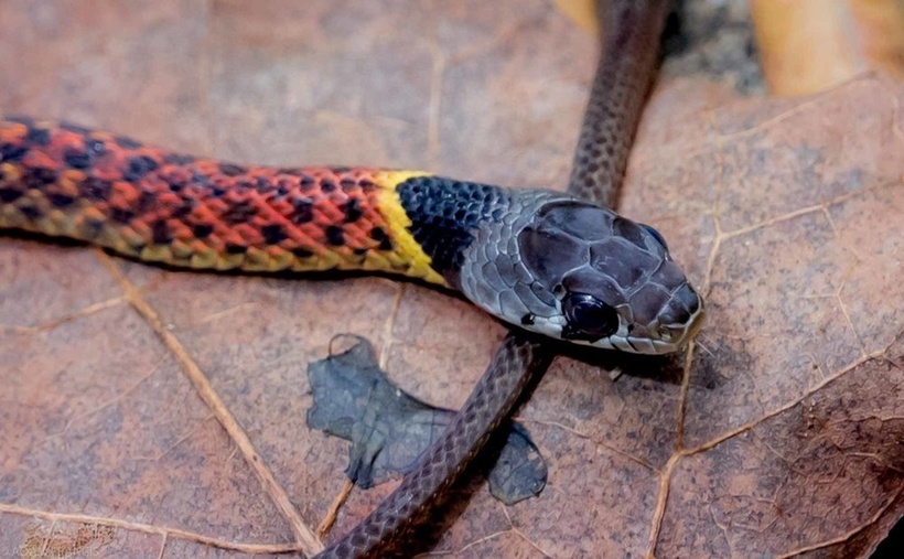 Hoa cỏ cổ đỏ thuộc họ rắn nước, chính điều này khiến nhiều người cho rằng đây là một loài rắn không độc. Tuy nhiên, trên thực tế hoa cỏ cổ đỏ sở hữu nọc độc nguy hiểm có khả năng gây chết người.