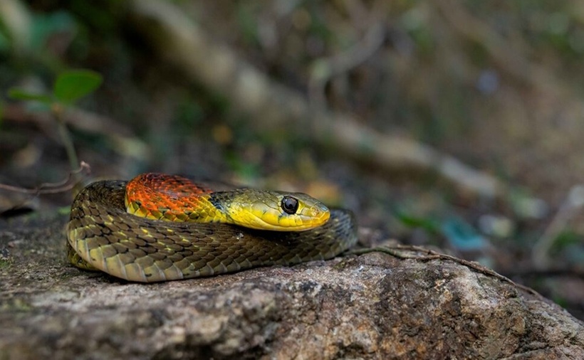 Hiện nay chưa có huyết thanh đặc trị nào được phát triển dành cho nọc độc của rắn hoa cỏ cổ đỏ. Nguyên do chính vì hoa cỏ cổ đỏ là loài hiền lành, có răng nanh sau và ít khi tiêm nọc độc khi cắn, do vậy việc nghiên cứu huyết thanh là chưa thực sự cần thiết. Tuy nhiên, nếu bị trúng độc của rắn hoa cỏ cổ đỏ, nạn nhân có thể bị thiệt mạng. Nếu bị rắn hoa cỏ cổ đỏ cắn trúng, cần lập tức đưa nạn nhân đến cơ sở y tế gần nhất.