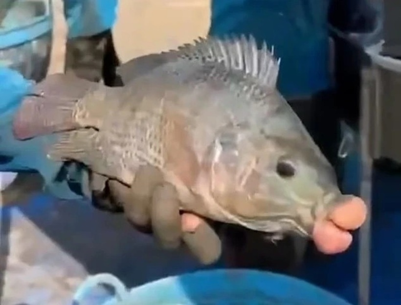 Trông con cá không có gì khác thường ngoài cặp môi sưng phồng như bị phẫu thuật thẩm mỹ lỗi sau khi bơm môi. Ảnh cắt từ clip