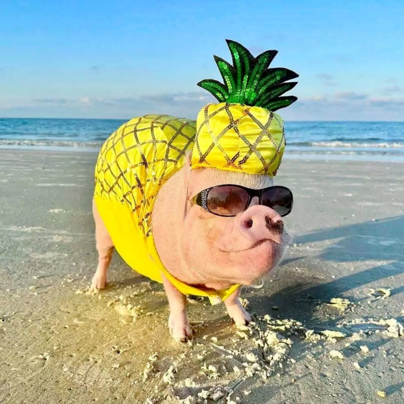 Một chú lợn đáng yêu của bà Melissa Nicholson. Ảnh: People