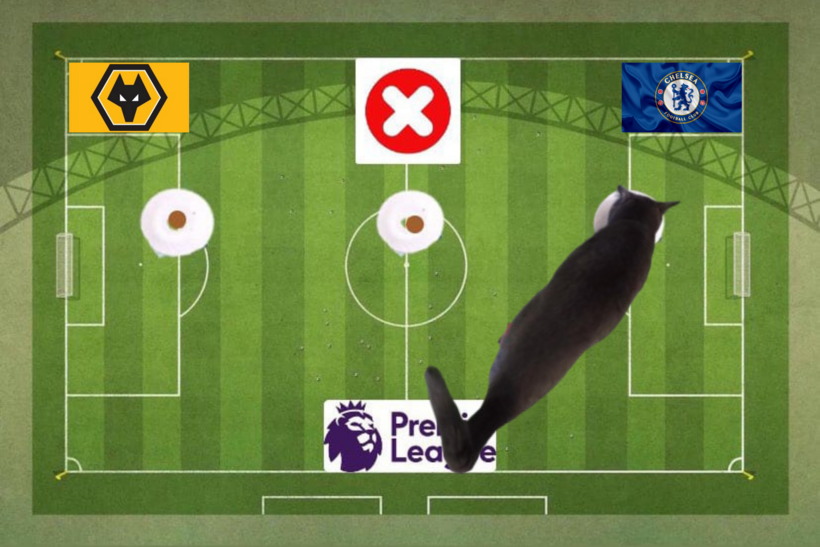 Mèo tiên tri dự đoán kết quả trận Chelsea vs Wolves