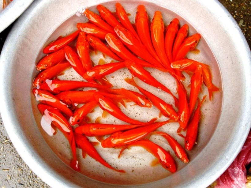 Chọn cá chép cúng ông Công ông Táo không cần lấy cá quá to mà chỉ cần khỏe mạnh, vảy bóng, không trầy xước. Ảnh minh họa.