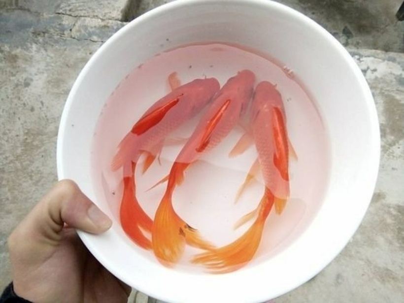 Cá chép cúng ngày ông Công ông Táo thường là cá chép đỏ và phải đủ 3 con, mang ý nghĩa "cá chép hóa rồng", đưa 3 vị Táo quân về trời. Ảnh minh họa.