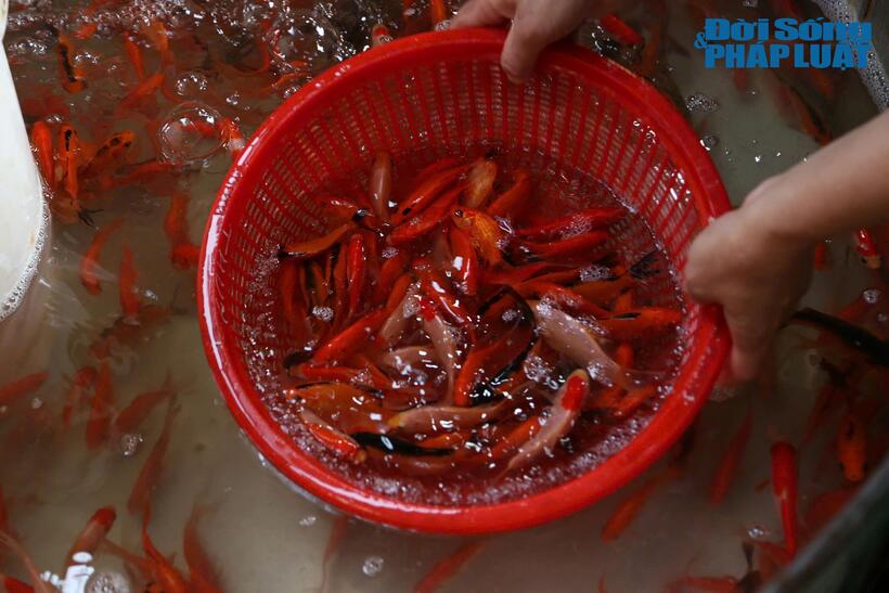 Theo kinh nghiệm của các tiểu thương nơi đây, cá chép đỏ Tam Dương là loại đẹp nhất. Người dân đi chọn mua cá cúng Táo quân thì nên lưu ý một số điểm như: chọn mua cá không bị tróc vảy, đứt đuôi. Khi mua phải quan sát xem cá có bơi khỏe, lặn sâu hay không. Cá mua phải đuôi dài, mắt sáng… để đưa tiễn ông Công ông Táo về trời.