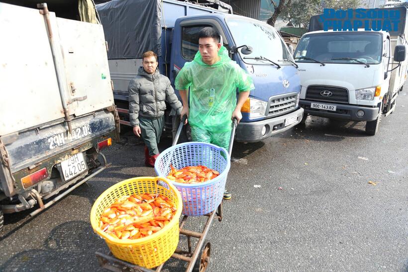 Những con cá chép đỏ, vàng rực rỡ được nhập từ nhiều tỉnh thành miền Bắc như Hưng Yên, Nam Định , Hải Dương...xuất hiện ở mọi gian hàng trong chợ. Số lượng cá đổ về chợ Yên Sở rất nhiều nên các tiểu thương thoải mái lựa chọn những con cá khỏe mạnh để kịp đưa ra các chợ bán lẻ phục vụ nhu cầu cúng Tết ông Công, ông Táo của người dân.