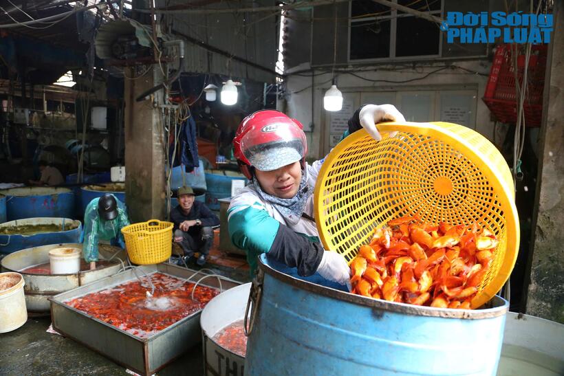 Sau khi mua được cá tại chợ cá Yên Sở (Hà Nội), các tiểu thương lại hối hả đem về bán tại các chợ dân sinh.