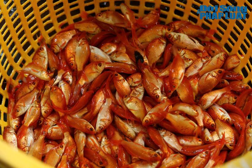 Những con cá khỏe mạnh được thương lái lựa chọn kỹ để thu mua.