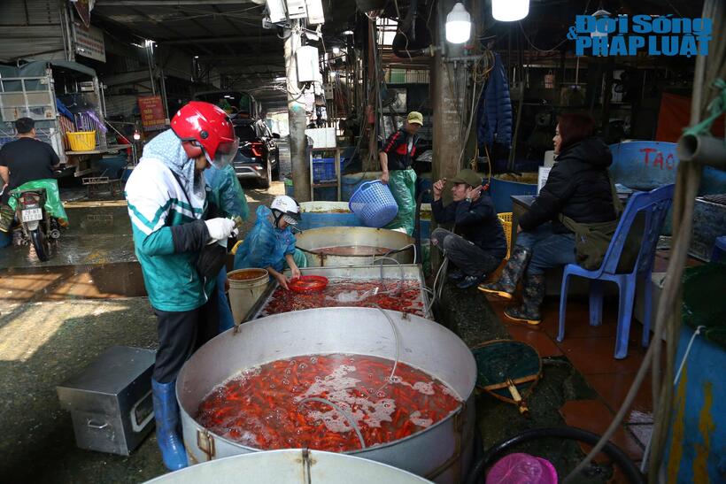 Chị Cao Thị H. (tiểu thương chợ cá Yên Sở) cho biết 1kg cá chép đỏ năm nay có giá dao động từ 140 nghìn đồng – 150 nghìn đồng/kg. Theo chị Hạnh, mức giá năm nay đắt gấp 2 lần năm ngoái do nguồn cung bị ảnh hưởng bởi bão Yagi. “Nguồn cung thấp nên mức giá gấp đôi năm ngoái, cá chủ yếu nhập từ Nam Định, Hải Dương, Ninh Bình”, chị H. cho biết.
