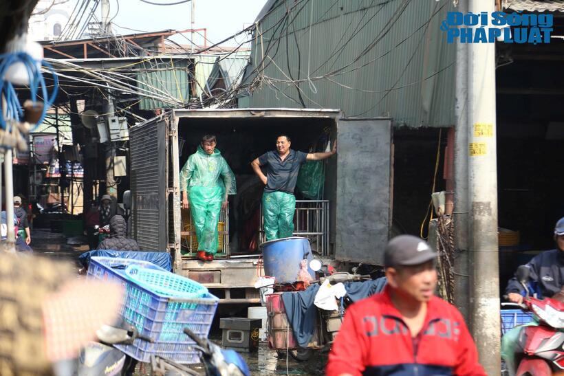 Khung cảnh tập nập, nhộn nhịp của các tiểu thương vận chuyển cá đi phân phối cho các đại lý bán lẻ.