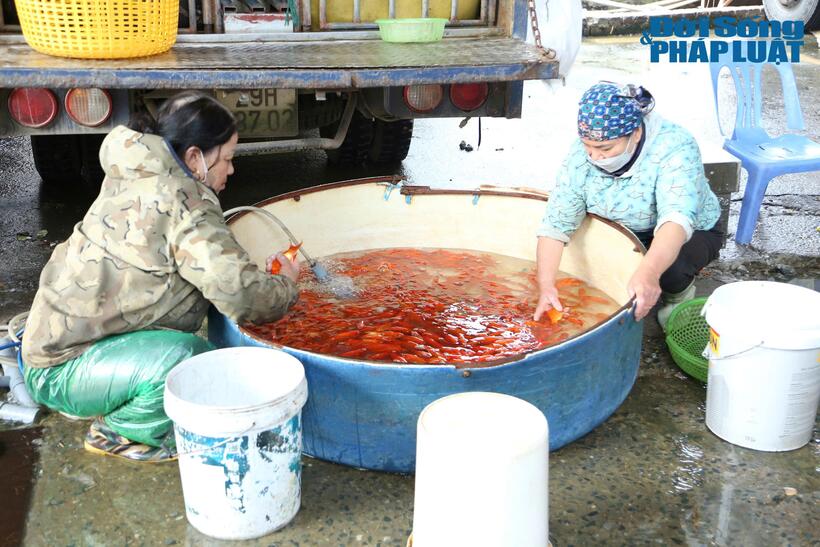 Cá được các tiểu thương khéo léo lựa chọn những con cá chép đỏ khỏe, đẹp.