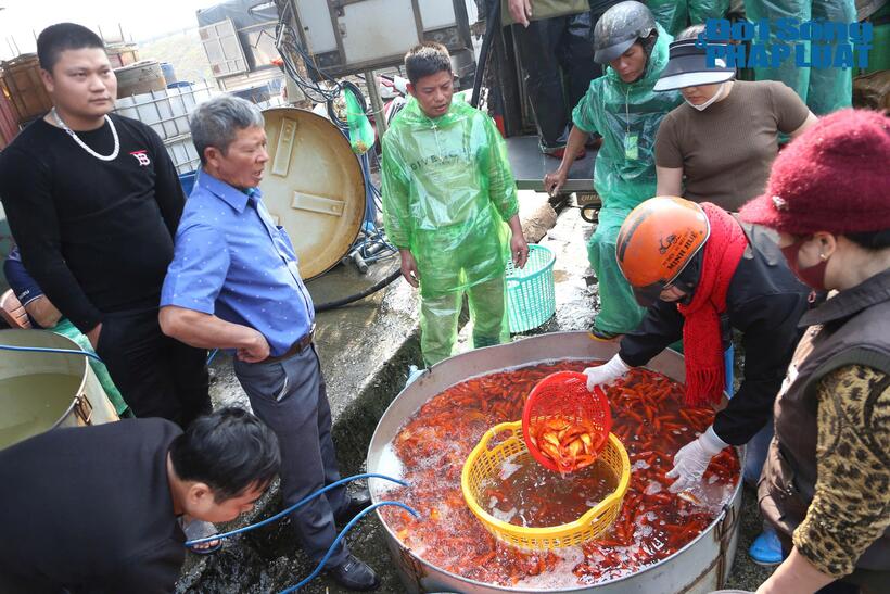 Ghi nhận vào sáng ngày 21/1, không khí tại chợ cá Yên Sở (quận Hoàng Mai, TP Hà Nội) đang tập nập, nhộn nhịp buôn bán cá chép tiễn ông Công, ông Táo về trời.
