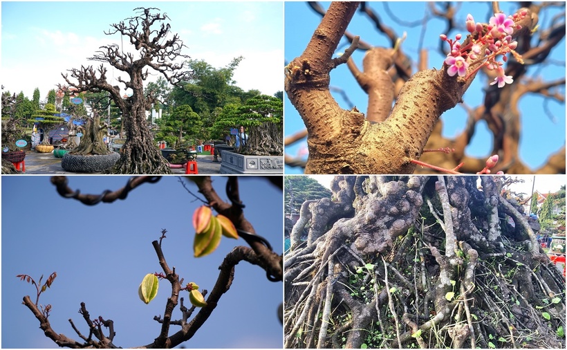 Cây khế thân sần sùi được rao bán hơn 2 tỷ đồng. (Ảnh: VietnamNet, Dân Việt)