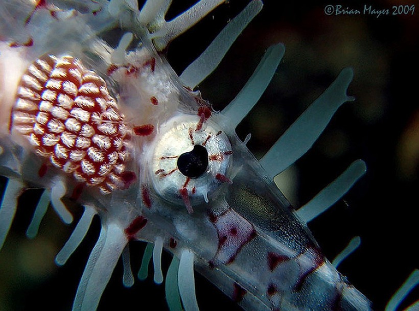 Cá dao cạo (Solenostomus paradoxus) là một loài cá vô cùng quý hiếm, sở hữu thân hình dài, mảnh mai, cùng với bộ vây lớn.