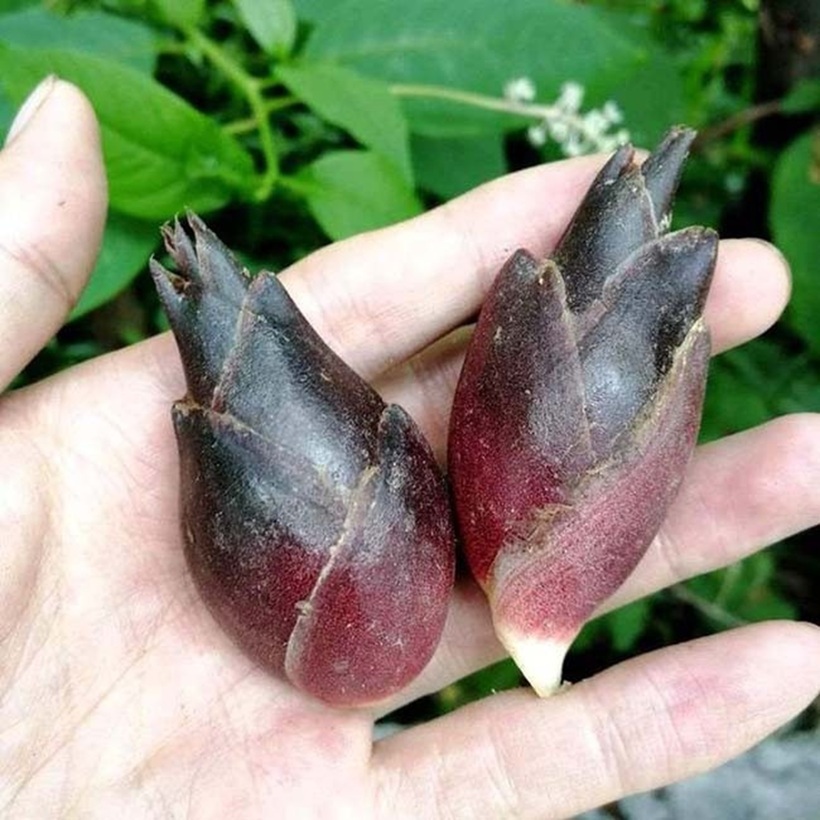 Gừng Nhật Bản mang một hương vị độc đáo, tinh tế với dư vị thanh mát, sảng khoái.