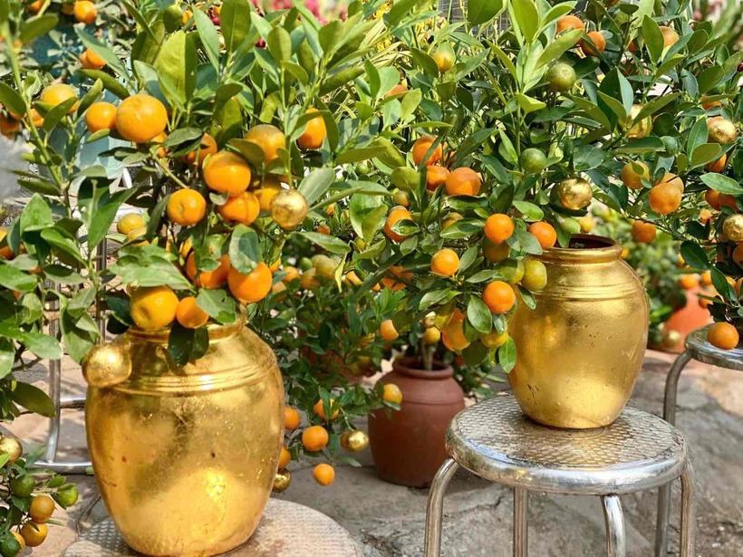 Ngoài phần chậu được phủ vàng, người thợ sẽ chọn một số quả tròn và đẹp nhất của cây để dát vàng, làm điểm nhấn cho sản phẩm và thu hút người dân. Bên dưới cây được trang trí bằng nhiều tiểu cảnh bắt mắt.