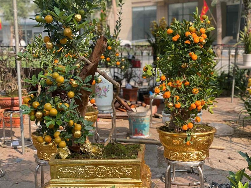 Năm nay, bên cạnh những mẫu cây cảnh truyền thống, các nhà vườn cũng ra mắt hàng loạt sản phẩm độc đáo, mới lạ, trong đó có những cây quất Tứ Liên dát vàng.