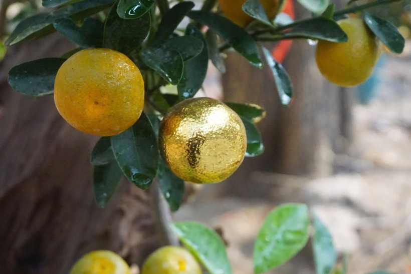 Theo anh Nam, mỗi dịp Tết đến xuân về, người dân thường sắm cho nhà một cây quất với mong cầu sự trù phú, thịnh vượng và may mắn. Bây giờ, cây quất còn được mọi người dành tặng cho nhau như một món quà ý nghĩa đầu xuân và khi được dát vàng lên càng làm tăng thêm vẻ sang trọng, quý giá cho những cây quất.