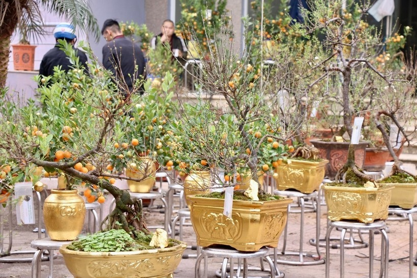 Nhất chi mai dát vàng "hàng tuyển" cũng nổi bật trong hội chợ, thu hút được nhiều khách tới tham quan.