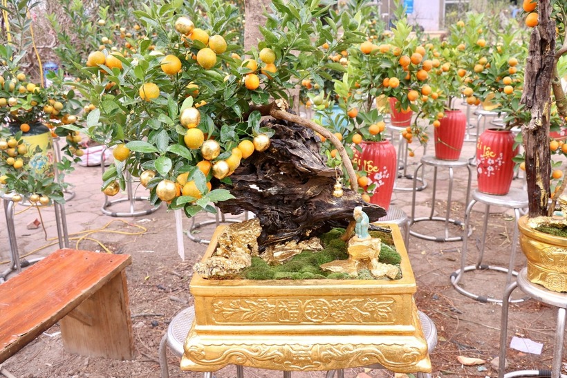 Những cây quất dát vàng này có tuổi thọ và độ bền tương đối cao, không bị ảnh hưởng khi tưới nước.