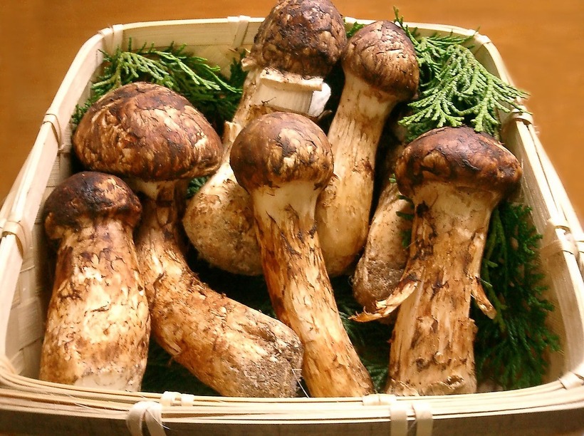 Mùa sinh trưởng và phát triển mạnh nhất của nấm matsutake thường rơi vào khoảng thời gian từ tháng 6 đến tháng 8, trùng với mùa mưa hàng năm.