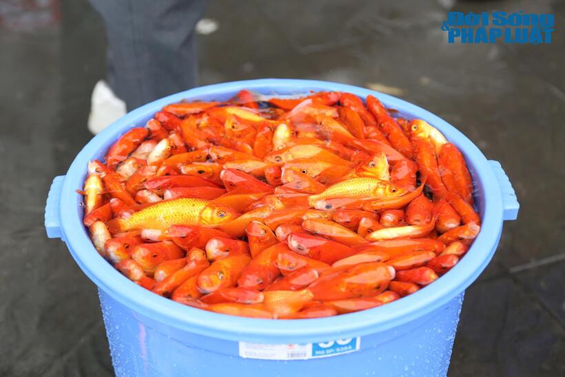 Trao đổi với PV, bà Nguyễn Thị Tuyết Mai - Chị hội phụ nữ phường Bưởi, quận Tây Hồ, Hà Nội cho biết: “Năm nay người dân có ý thức hơn, không ném bát hương, túi bóng xuống hồ. Người dân sau khi nghe tuyên truyền, giải thích đều vui vẻ thả cá vào thùng chung để lực lượng chức năng vận chuyển ra sông Hồng, tránh thả trực tiếp xuống hồ Tây gây ô nhiễm môi trường”.