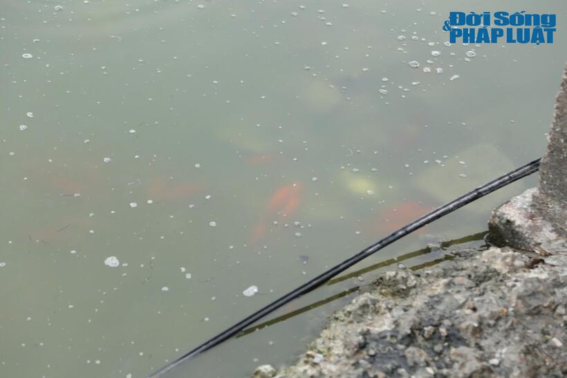 Theo ghi nhận của PV, cá thả tại hồ Tây đều bị mắc kẹt, không thể bơi ra xa do mực nước cạn.