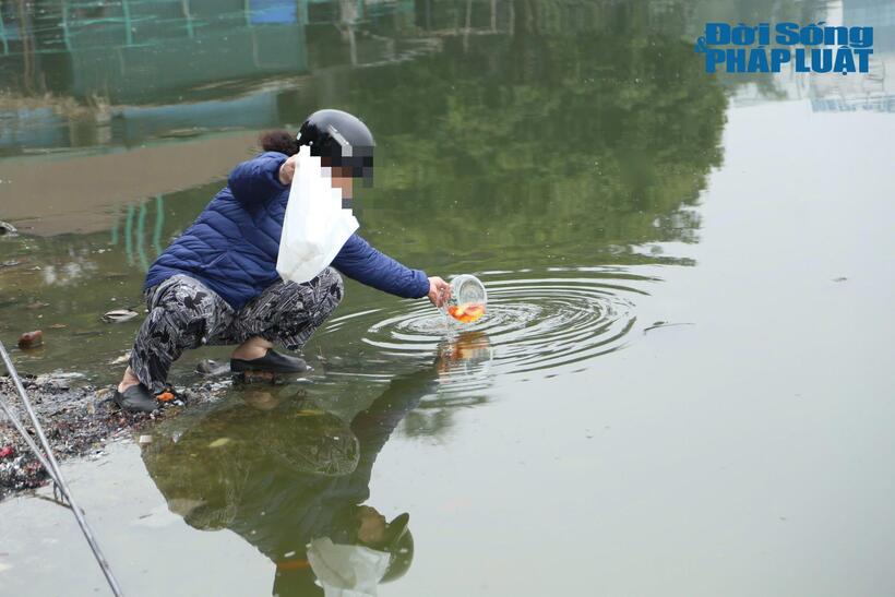 Một số người dân vẫn chọn cách thả cá trực tiếp xuống Hồ Tây.