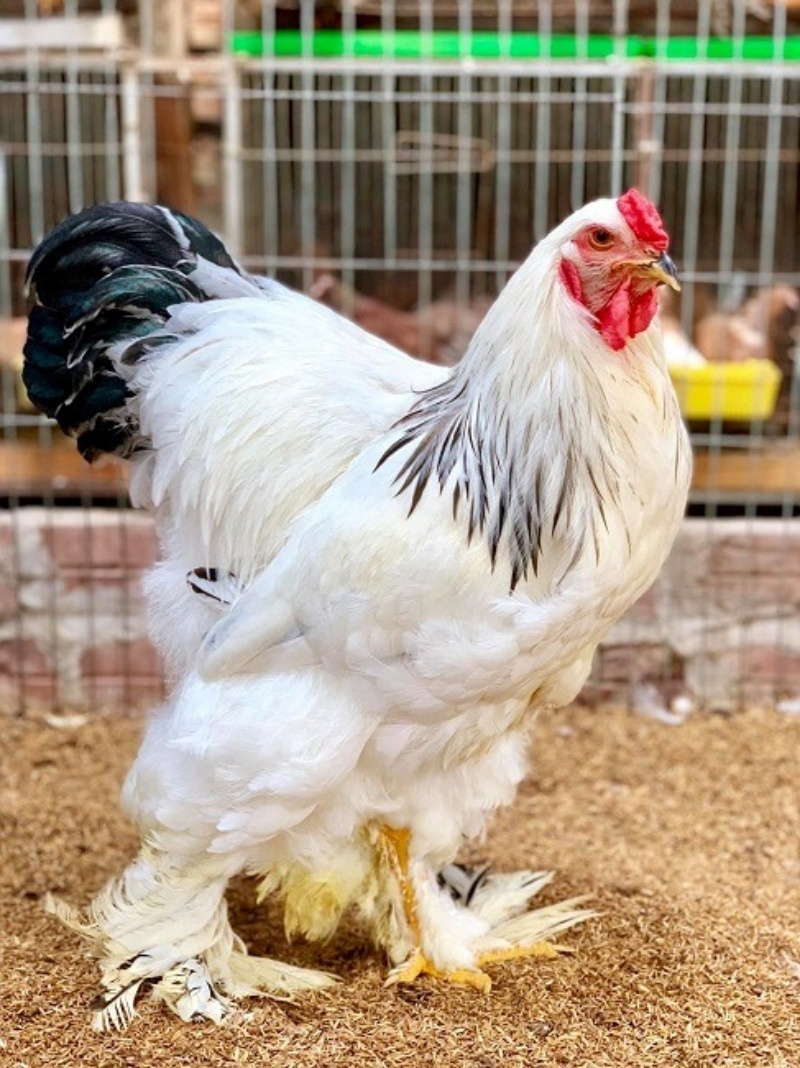 Gà Brahma được coi là "vua của các loại gà" vì trọng lượng siêu khủng của nó.