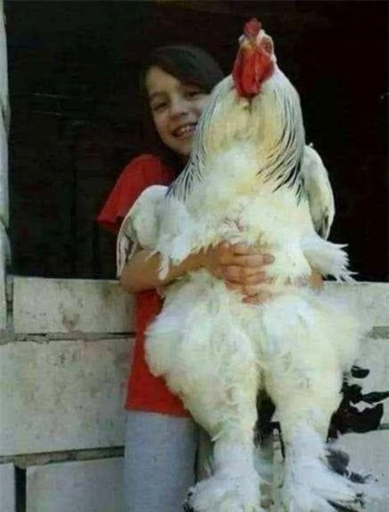 Gà Brahma là một trong những giống gà được sưu tầm và ưa chuộng bởi bề ngoài độc lạ của nó.