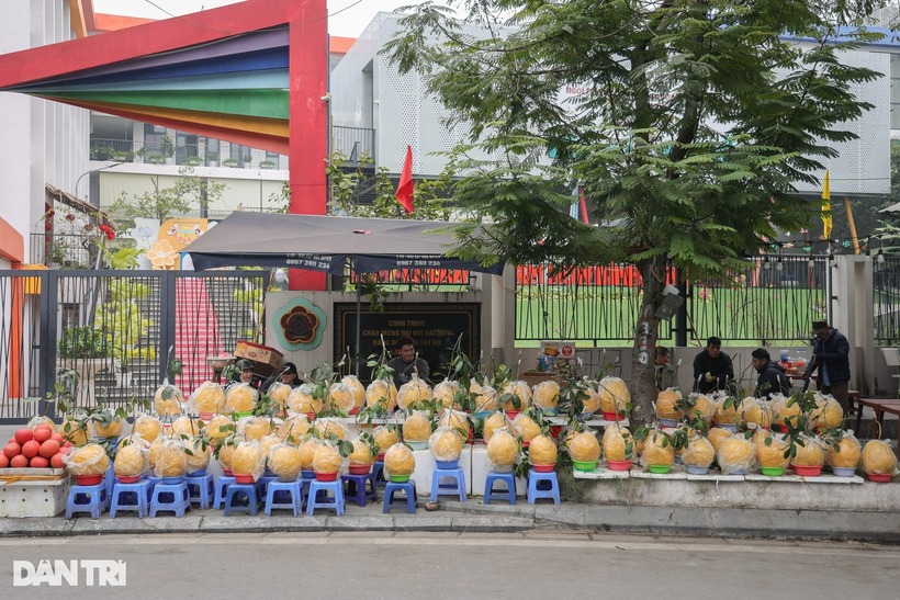 Hàng trăm quả bòng với kích thước khác nhau được bày bán trên đường Lạc Long Quân, Tây Hồ, Hà Nội. Ảnh: Dân Trí